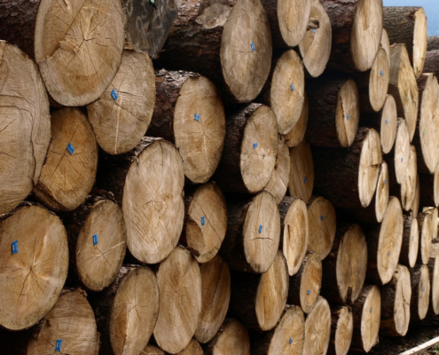 Fichtenrundholz im Lager des Sägewerks der Beer-Holz AG in Meiringen Fichtenrundholz im Lager des Sägewerks der Beer-Holz AG in Meiringen